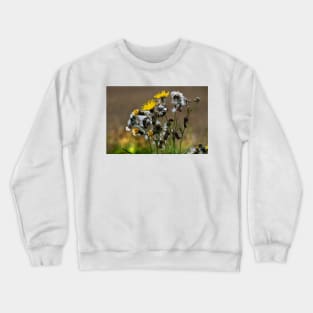 Dandelion  life cycle Crewneck Sweatshirt